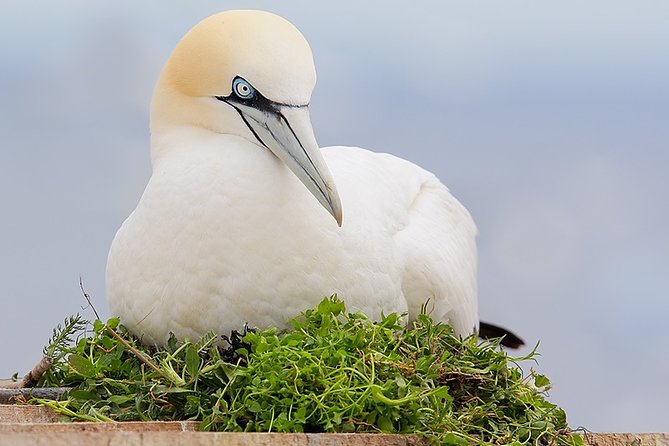 1.5hour Scenic and Wildlife luxury cruise - Australian Fur Seals and the limits of wildlife viewing