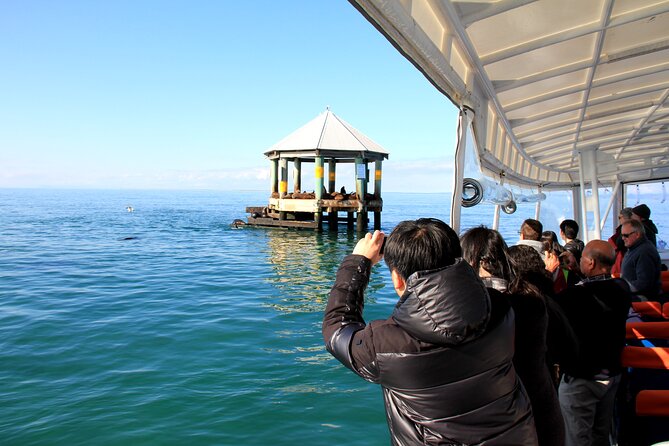 1.5hour Scenic and Wildlife luxury cruise - Gannets, seabirds, and the search for dolphins