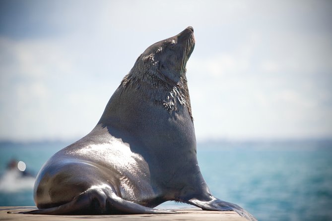 1.5hour Scenic and Wildlife luxury cruise - Why the 90-minute length works