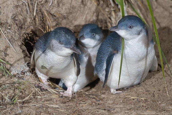 1 Day Exclusively Private Tour Of Phillip Island & The Penguin Parade - The Koala Conservation Centre and F Oswin Robert Koala Reserve
