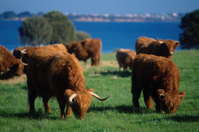 1 Day Exclusively Private Tour Of Phillip Island & The Penguin Parade - The Nobbies, Pyramid Rock, and Flynns Beach