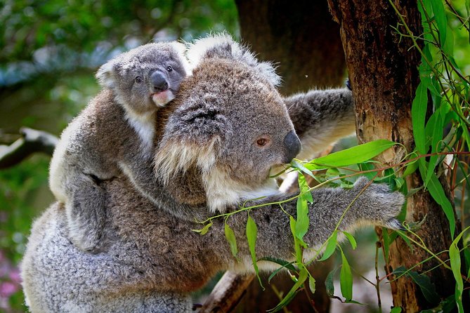 1 Day Exclusively Private Tour Of Phillip Island & The Penguin Parade - Choosing a wildlife park upgrade