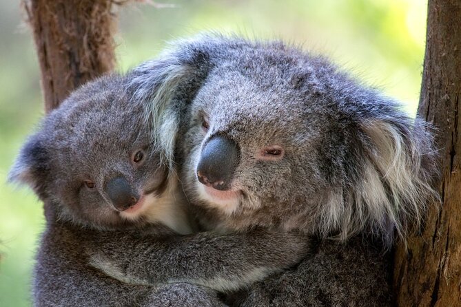 1 day Puffing Billy Steam Train and Wildlife Tour from Melbourne - Riding Puffing Billy with your legs out