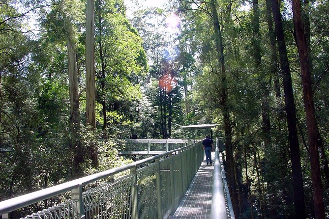 12 Apostles and Otway Fly Zipline Day Trip from Melbourne - The Twelve Apostles in a focused 40 minutes