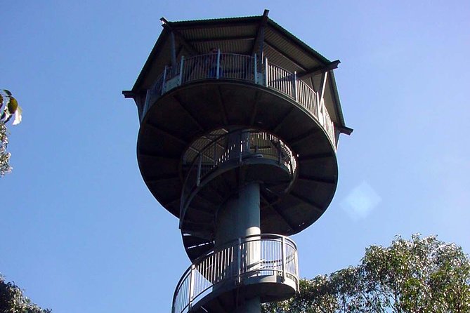 12 Apostles and Otway Fly Zipline Day Trip from Melbourne - Three hours at Otway Fly Treetop Adventures