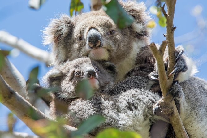 2-Day Great Ocean Road and Grampians Tour Roundtrip from Melbourne - Overnight in Halls Gap