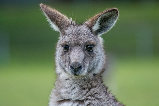 2-Day Great Ocean Road and Grampians Tour Roundtrip from Melbourne - Boroka Lookout and the mountain views