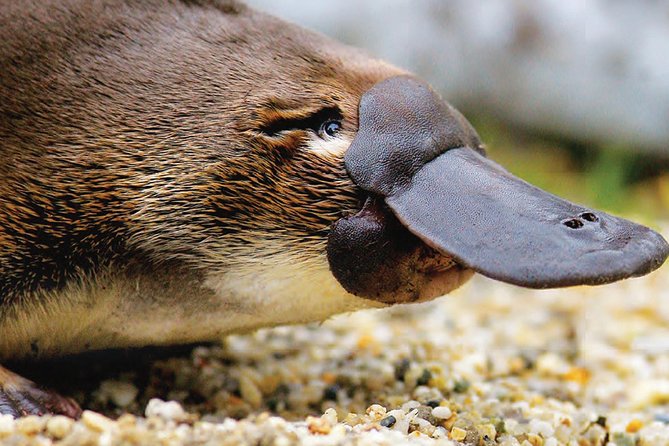 2 Day Great Ocean Road Tour and Platypus paddle - Key points to know before booking