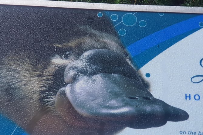 2 Day Great Ocean Road Tour and Platypus paddle - Day one begins early from central Melbourne