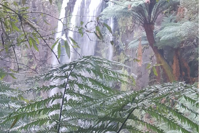 2 Day Great Ocean Road Tour and Platypus paddle - Koalas at Kennett River and a final beach stop