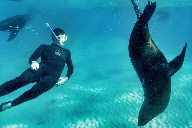 2 hour Seals & Seadragon Swim - Key points to know before booking
