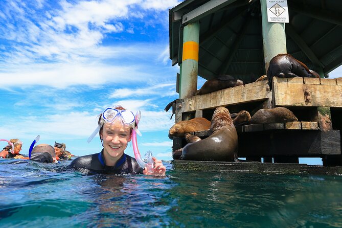 2 hour Seals & Seadragon Swim - The second stop, kelp gardens and weedy seadragons