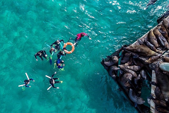 2 hour Seals & Seadragon Swim - A practical look at the two-hour schedule