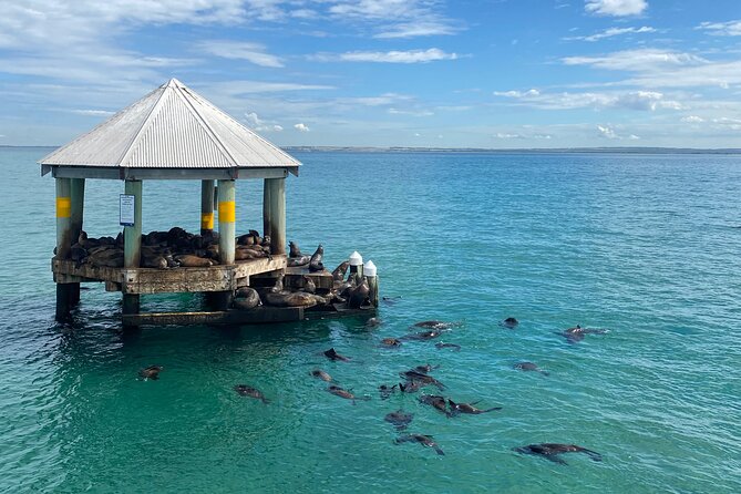 2 hour Seals & Seadragon Swim - Boat comfort makes a real difference