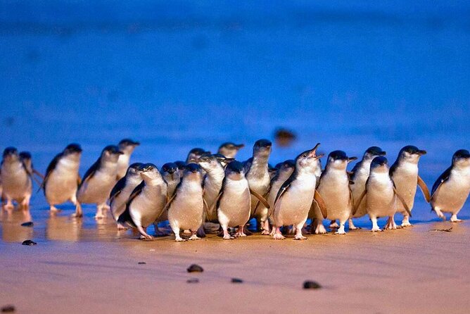 3 Day Combo: Great Ocean Road, Penguin Parade and FREE City Tour - The Twelve Apostles and Loch Ard Gorge