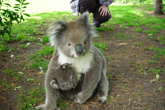 3-Day Melbourne to Adelaide Tour Including the Great Ocean Road - Loch Ard Gorge and the shipwreck coast