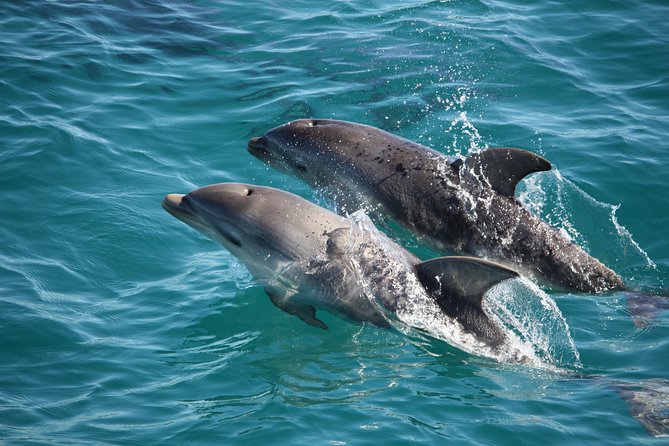 3-Hour Dolphin and Seal Sightseeing Cruise, operated with swim tour passengers - What kind of cruise is this?
