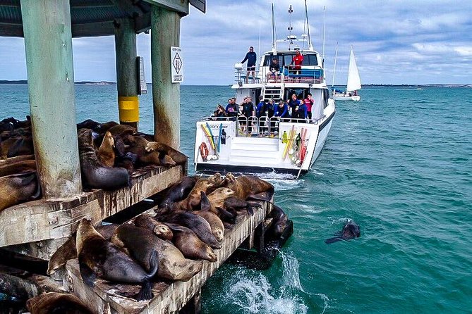 3-Hour Dolphin and Seal Sightseeing Cruise, operated with swim tour passengers - Leaving Sorrento for Port Phillip Bay
