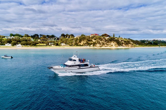 3-Hour Dolphin and Seal Sightseeing Cruise, operated with swim tour passengers - Getting close to Australian fur seals