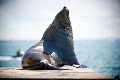3-Hour Dolphin and Seal Sightseeing Cruise, operated with swim tour passengers