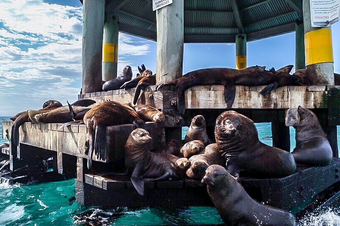 3-Hour Dolphin and Seal Sightseeing Cruise, operated with swim tour passengers - Crew service and comfort on board