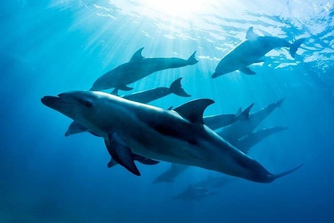3 hour Dolphin and Seal Swim (NOV-APR) - Key points to know before boarding