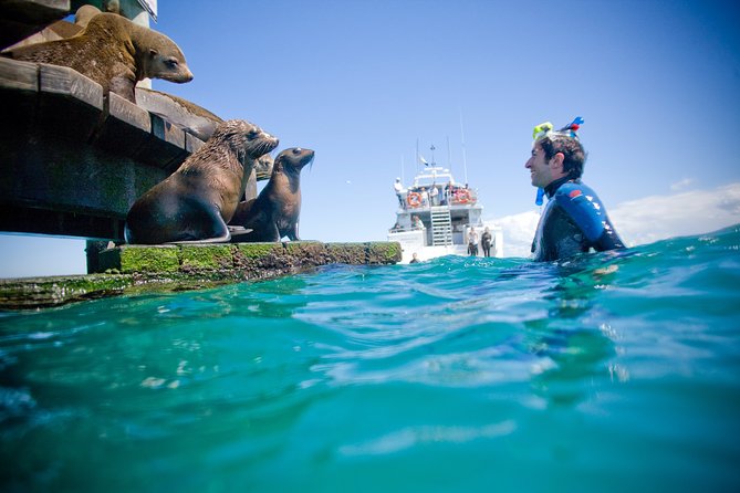 3 hour Dolphin and Seal Swim (NOV-APR) - Setting out from Sorrento Pier