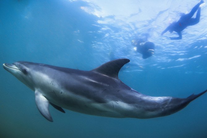 3 hour Dolphin and Seal Swim (NOV-APR) - Lunch, cake, and a pause on Moonraker