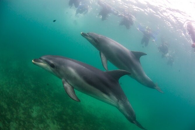 3 hour Dolphin and Seal Swim (NOV-APR) - Searching Port Phillip Bay for dolphins
