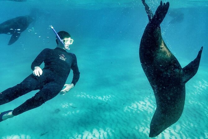 3 hour Dolphin and Seal Swim (NOV-APR) - Practical details that affect the day