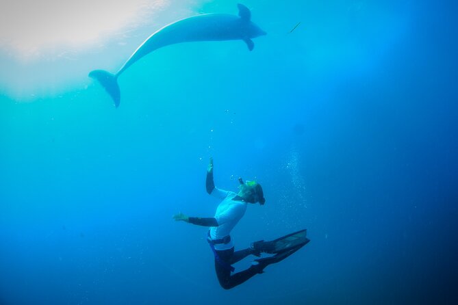 3 hour Dolphin and Seal Swim (NOV-APR) - Should you book the Moonraker dolphin and seal swim?