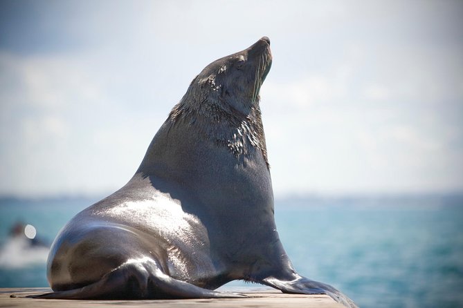 90 minute wildlife and scenic cruise - Setting out from Sorrento Pier