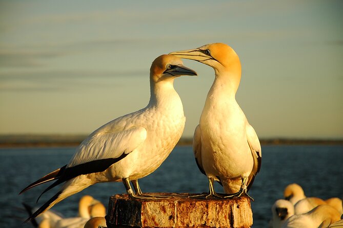 90 minute wildlife and scenic cruise - Whales, albatross and other possible sightings