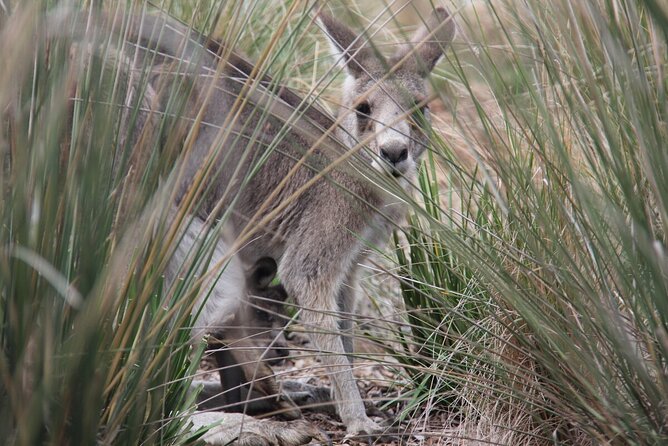 Australian Experience at Werribee Open Range Zoo - excl. entry - Koalas and kangaroos in one short encounter