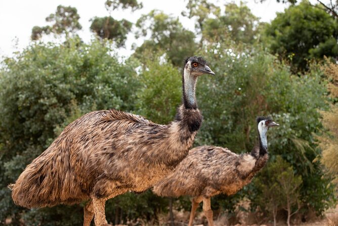 Australian Experience at Werribee Open Range Zoo - excl. entry - The real cost: $42.32 plus zoo admission