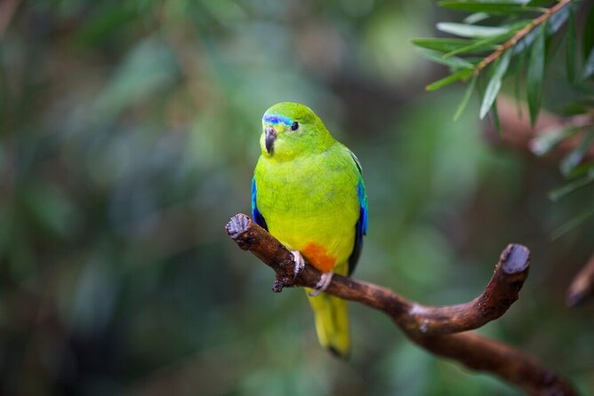 Australian Experience at Werribee Open Range Zoo - excl. entry - Why the koala visit matters