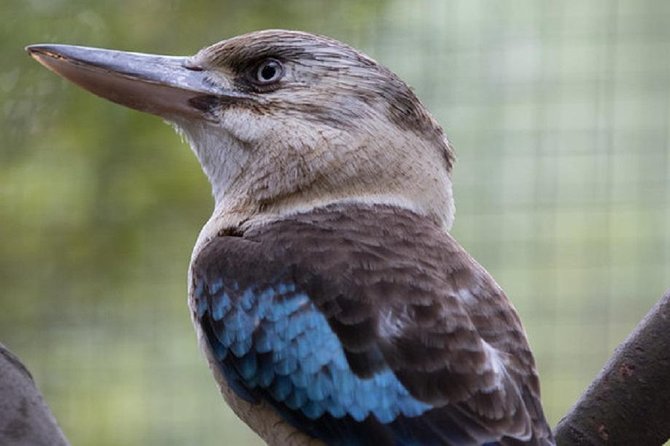 Australian Wildlife Tour at Melbourne Zoo Ticket - excl. entry - An early start in Melbourne’s Australian Bush