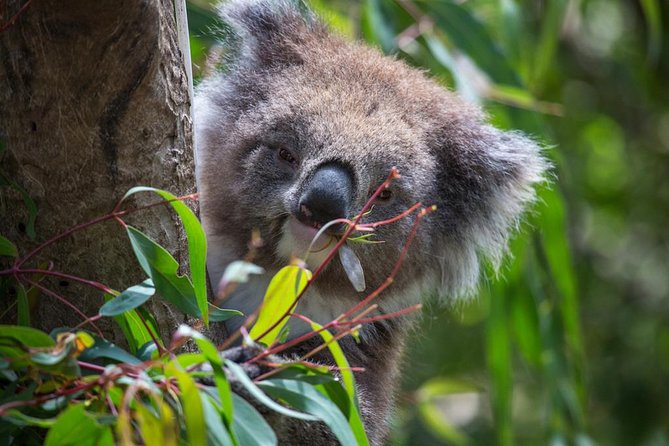 Australian Wildlife Tour at Melbourne Zoo Ticket - excl. entry - Native birds fill the Great Flight Aviary