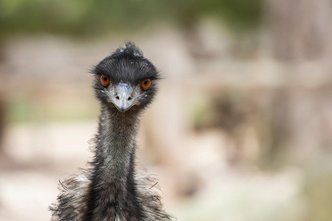 Australian Wildlife Tour at Melbourne Zoo Ticket - excl. entry - Kangaroos, emus, and breakfast behind the scenes