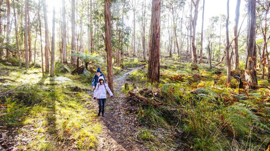 Best of Melbourne: Private Walking Tour with a Local - Guide Quality and the Limits of a Local Host