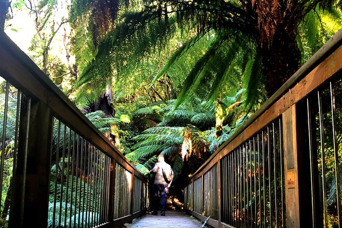 Boutique Great Ocean Road, wildlife and Rainforest Experience - Maits Rest slows the day down