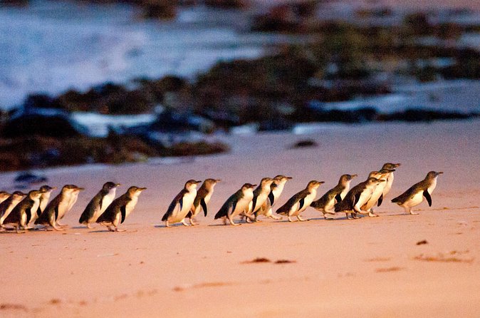 Brighton Bath Boxes & Puffing Billy & Penguin Parade 1-Day Tour - Maru Koala and Animal Park, an optional paid stop
