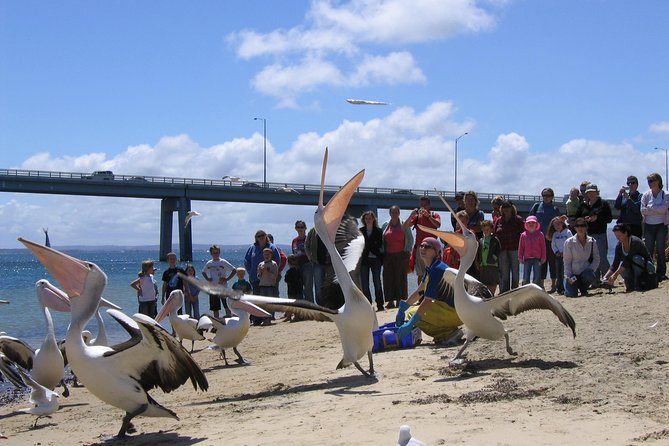 Cape Woolamai Sightseeing Cruise from San Remo - Weather, comfort, and what to expect on the day