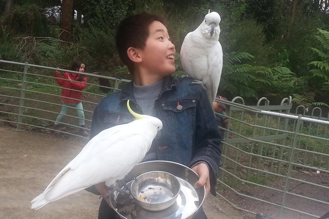 Custom Private Day Tour Melbourne to all surrounding areas for up to 11 people - Phillip Island and wildlife outings