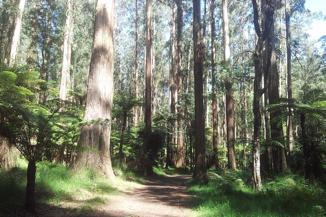 Dandenong Ranges Private Day Tour - Key points to know before booking