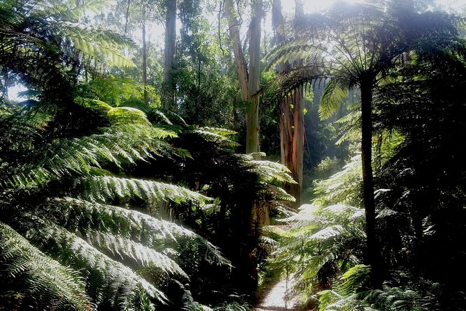 Dandenong Ranges Private Day Tour - Kallista, lunch, and a pause in the village