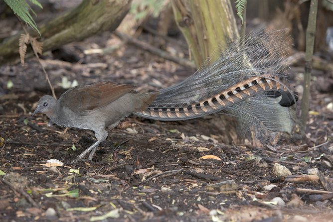 Dandenong Ranges Private Day Tour - What the private format is really worth