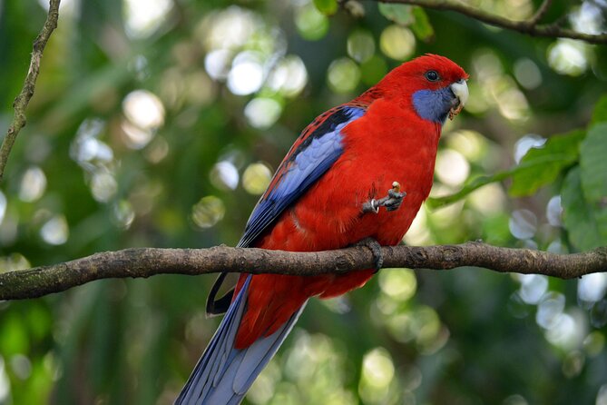 Dandenong Ranges Private Day Tour - Who will enjoy this day most