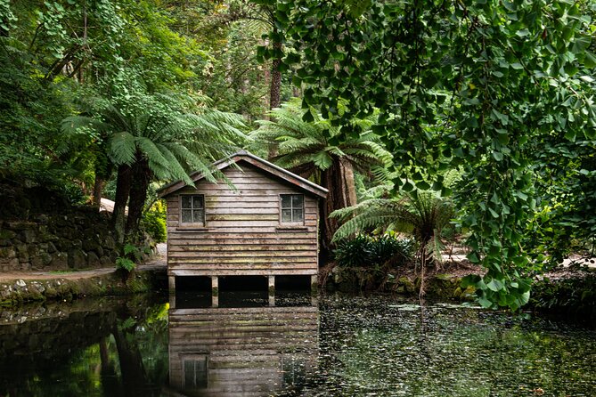Dandenong Ranges Private Day Tour - One hour beneath Mountain Ash trees