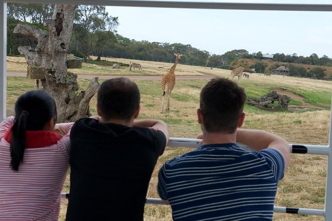Deluxe Safari Adventure at Werribee Open Range Zoo - excl. entry - Giraffes, rhinos, zebras, and antelopes